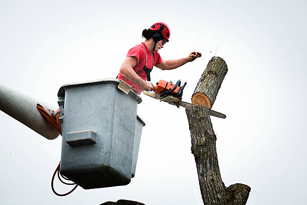 Trusted Coral Springs, FL Tree Services Experts